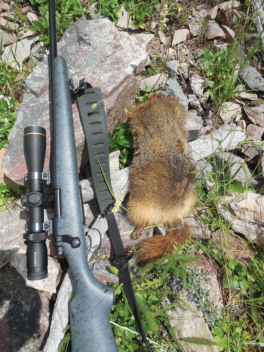 Dialing a CDC turret on a Leupold scope to adjust for shot distance worked on this rock chuck.