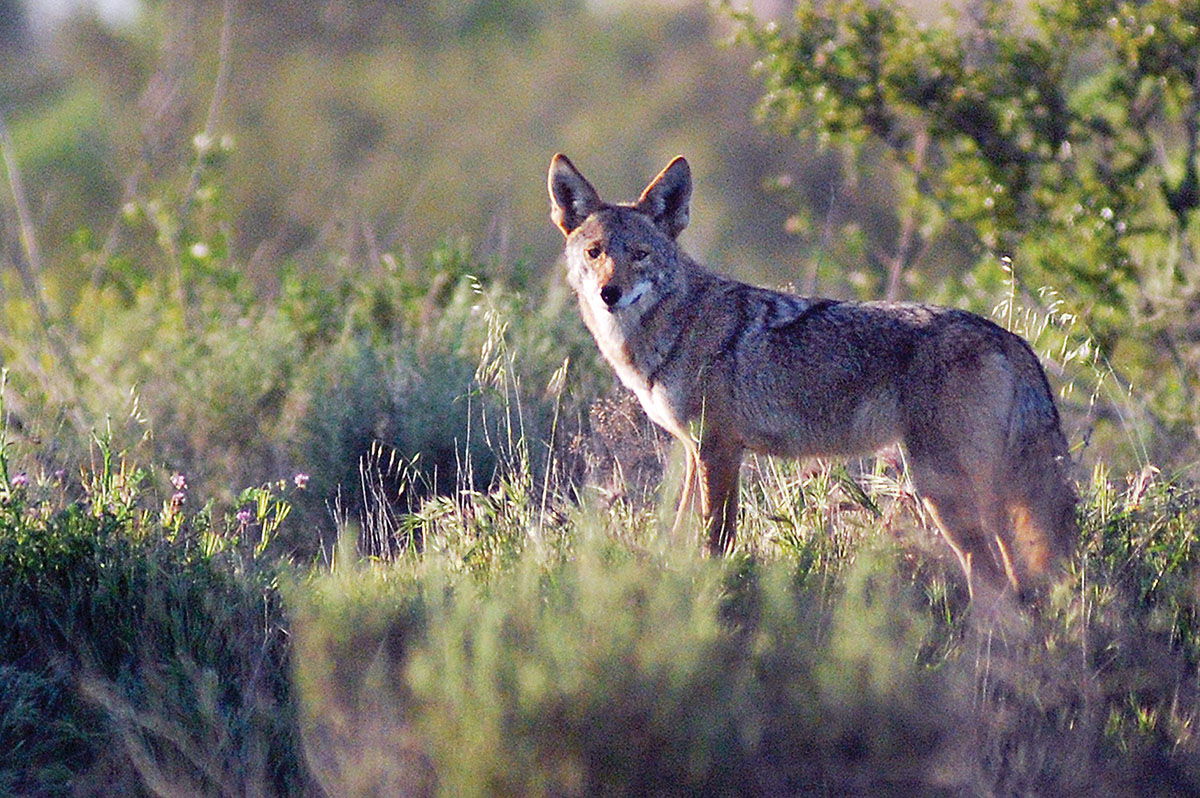 The 19 Badger is a perfect cartridge for coyote hunters. The light bullets generally create small entry wounds and do not exit, coming apart completely inside the animal and causing quick kills.