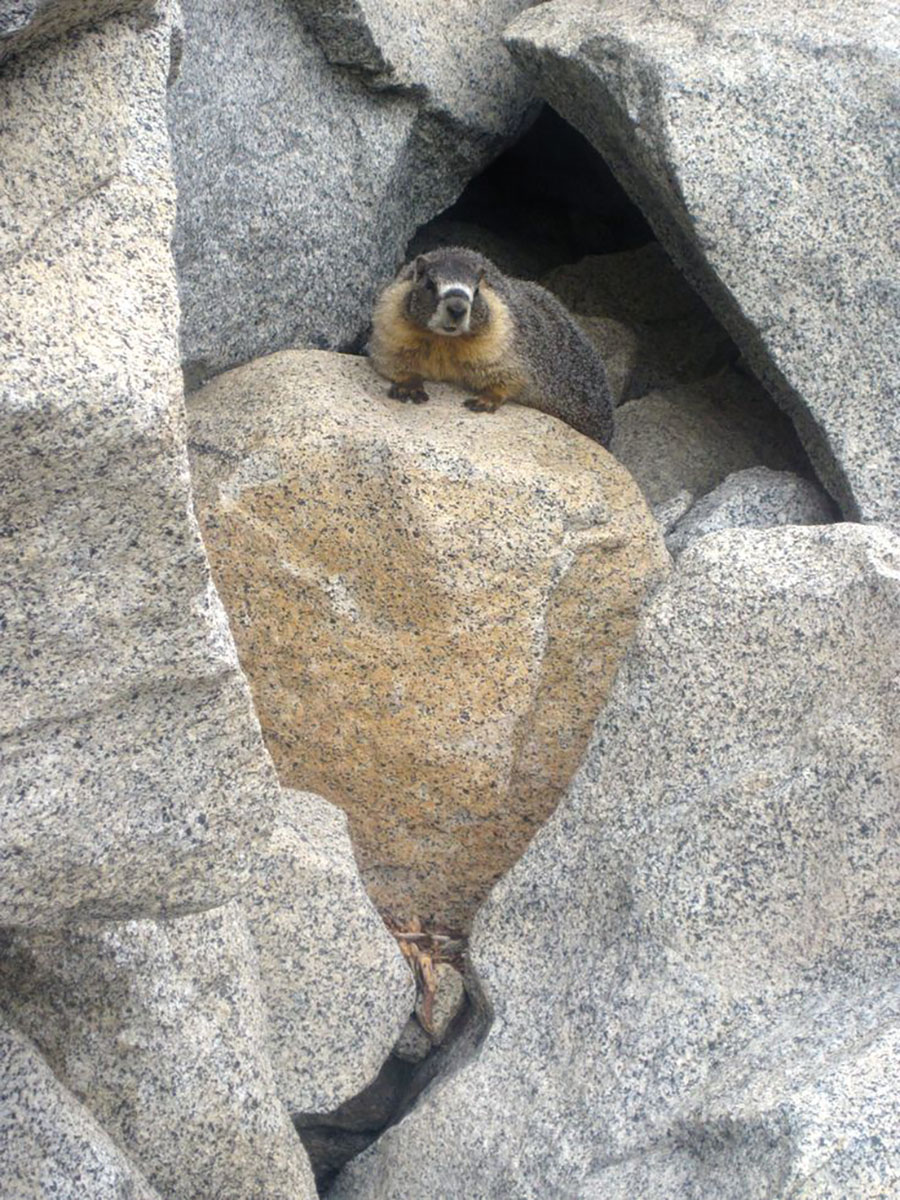 Yellow-bellied marmots – what Westerners call rockchucks – are found from British Columbia and Alberta south into eastern Washington, Oregon and California, and eastward across Nevada, Utah, Montana, northern Wyoming, Colorado, northern New Mexico and southeast Arizona.