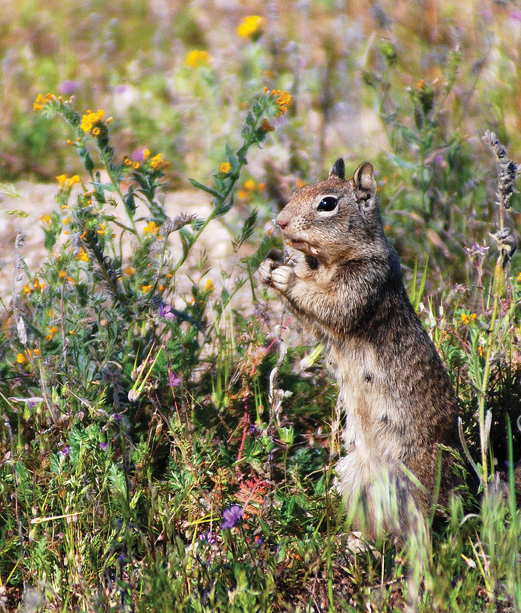 Paul Neidermann designed his Martini 22 Super Jet with the specific purpose of shooting ground squirrels.