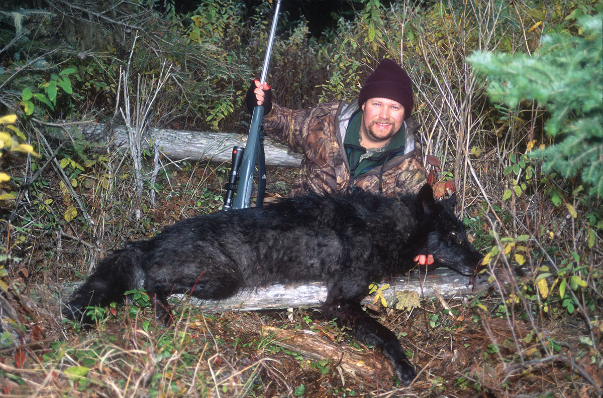 Some varmint hunters consider wolves to be no different than coyotes. This one was shot with a lightweight .300 Remington Ultra Mag in British Columbia, Canada, while hunting moose.