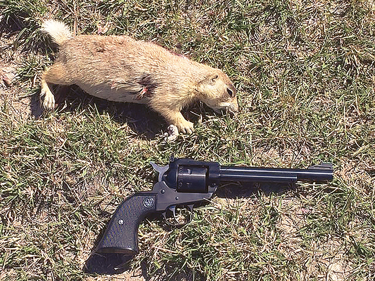 This prairie dog was taken with an iron-sighted Ruger 17 HMR.