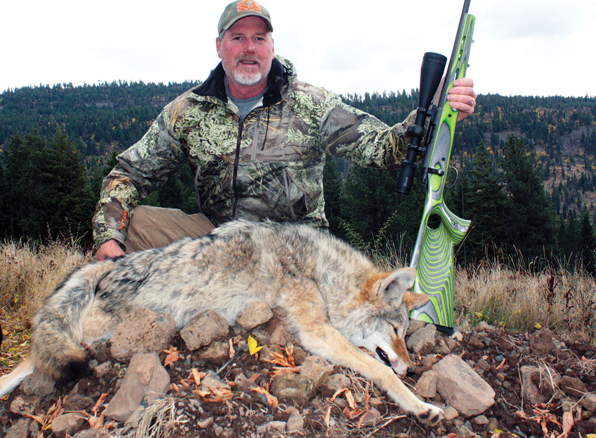 The 221 Remington Fireball is not a long-range predator round, but it does an excellent job on called-in coyotes out to 200-plus yards. This tough Idaho mountain coyote dropped with a single 150-yard shot.