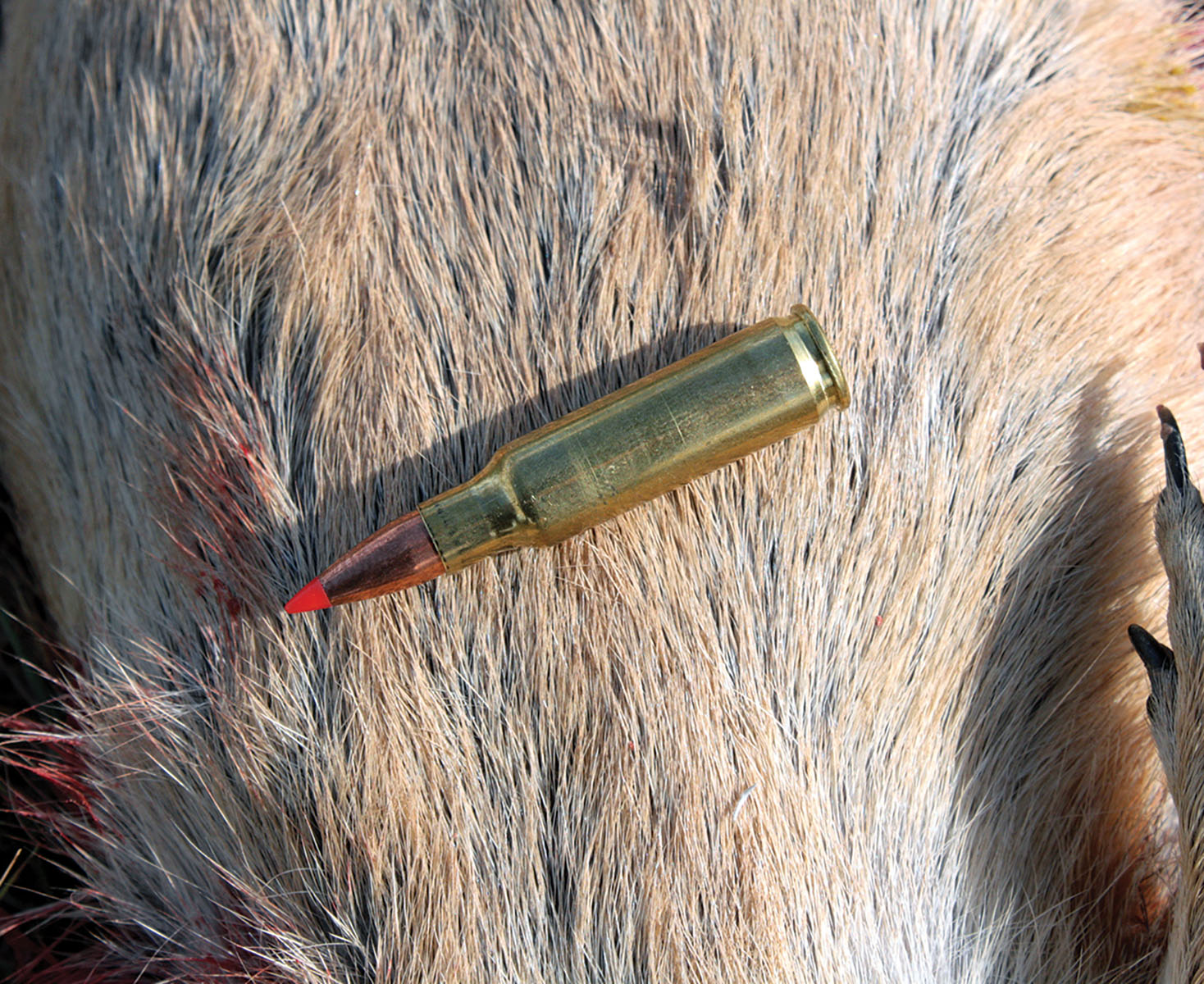The 221 Remington Fireball cartridge is effective on small varmints and coyote-size predators. It remains a mystery why it is not more popular with varmint shooters.