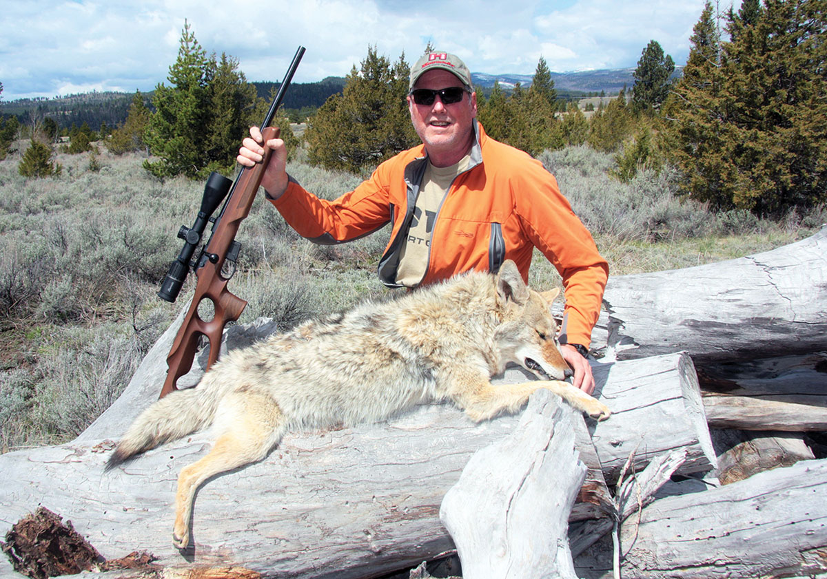 The .17 HMR is a bit light for coyotes, especially at the 200-plus yards at which this one was taken. The Anschütz 1761 proved accurate enough to place two shots into the vitals so the big Montana coyote didn’t get far.