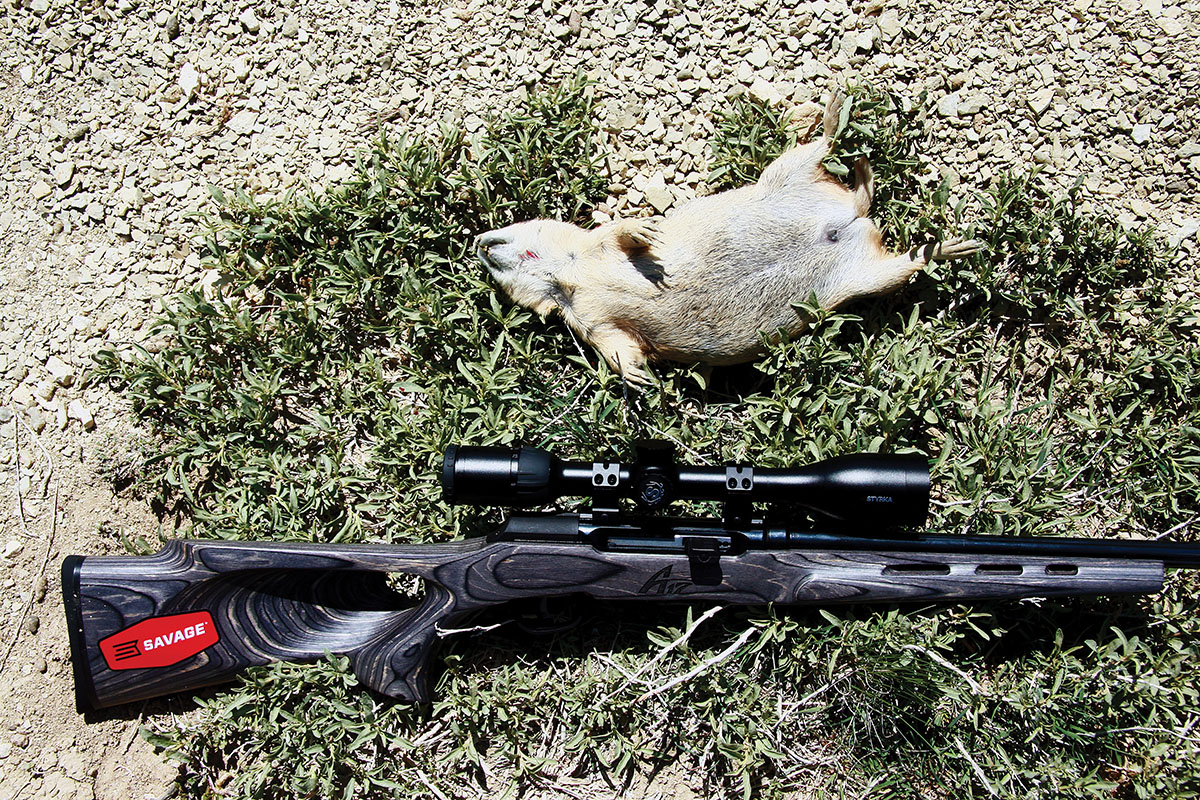 Styrka’s S5 3.5-14x 44mm (no longer available) served as a perfect example of a great rimfire optic, mounted here on a Savage A17 Thumbhole Laminated .17 HMR.