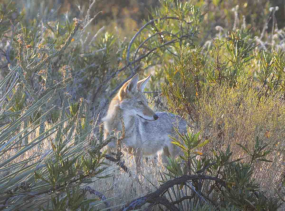The .27-270 WSM’s flat trajectory makes it ideal for hunting coyotes where quick shots might need to be taken from 40 feet to 400 yards. The flat trajectory of the high-speed bullets out to that range makes knocking the coyotes out of their tracks an easier process, simplifying range estimation.