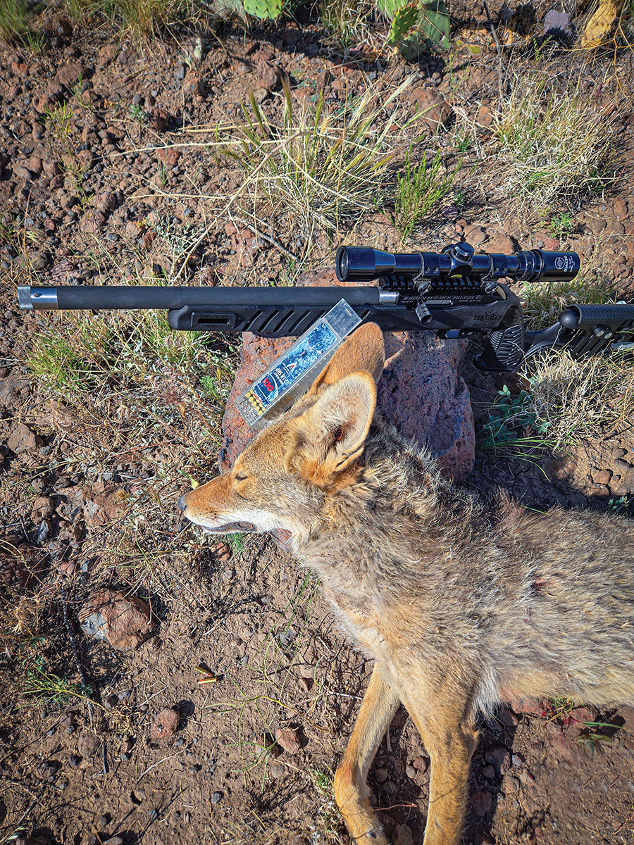 This Coyote was taken with minimal pelt damage with the Magnum Research SwitchBolt in 22 LR using CCI Mini Mag ammunition. With the proper shot placement, distance and ammunition, the 22 LR can be effective on coyotes – especially for those looking to harvest the pelts.